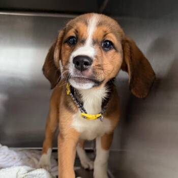 Beagle and Retriever Dogs Available for Adoption in New Orleans, Louisiana - Diva | PetCurious