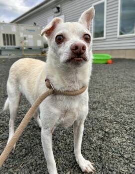 Rescue Chihuahua Dogs for Adoption in Wallingford, Connecticut - JimiChanga | PetCurious