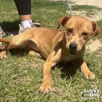 Cecilia -  Retriever and Terrier Dog for Adoption in Washington, District Of Columbia - Cecilia | PetCurious