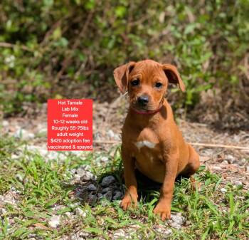 Hot Tamale -  Labrador Retriever Dog for Adoption in Oviedo, Florida - Hot Tamale | PetCurious