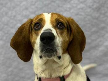 Treeing Walker Coonhound Dogs Available for Adoption in Portland, Oregon - Rita | PetCurious