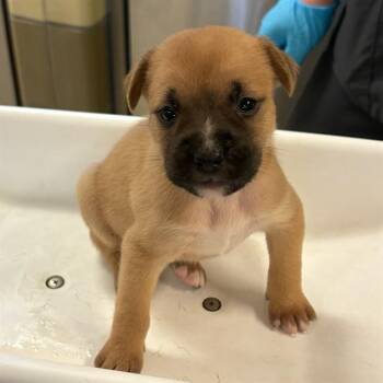 HERMES -  German Shepherd Dog Dog for Adoption in Riverside, California - HERMES | PetCurious