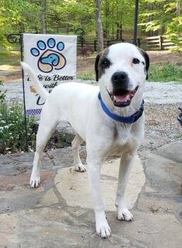 Rescue Jack Russell Terrier and Boxer Dogs for Adoption in Gillsville, Georgia - Colby Jack | PetCurious