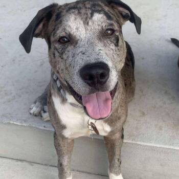 Rescue Catahoula Leopard Dog Dogs for Adoption in Seguin, Texas - Memo | PetCurious