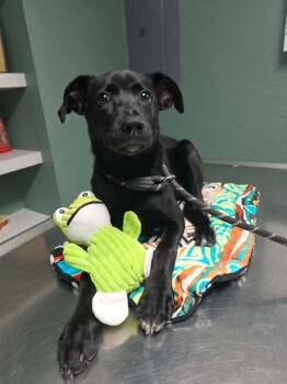 Georgia -  Labrador Retriever Dog for Adoption in Elkton, Maryland - Georgia | PetCurious
