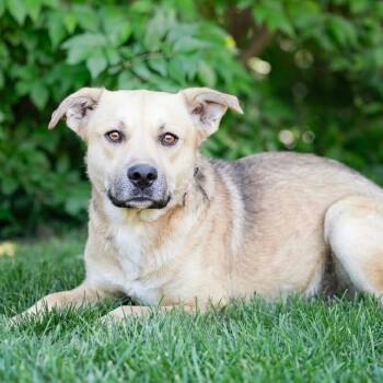 German Shepherd Dog Dogs Available for Adoption in Belleville, Illinois - Hallie | PetCurious