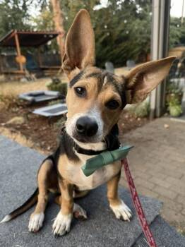 Patrick -  Mixed Breed Dog for Adoption in Portland, Oregon - Patrick | PetCurious