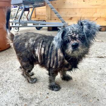 Miss America Di2 -  Pekingese and Mixed Breed Dog for Adoption in Union, Missouri - Miss America Di2 | PetCurious