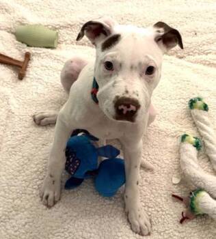 Rescue Dalmatian and Mixed Breed Dogs for Adoption in Columbia, South Carolina - Hope | PetCurious