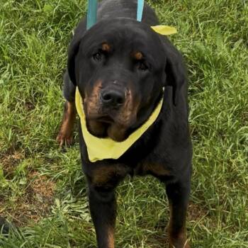 Rottweiler Dogs Available for Adoption in Woodland, California - Girlie | PetCurious