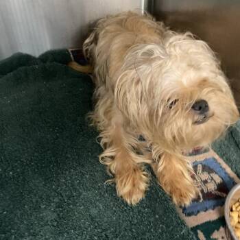 Paddington -  Brussels Griffon Dog for Adoption in Blue Ridge, Georgia - Paddington | PetCurious