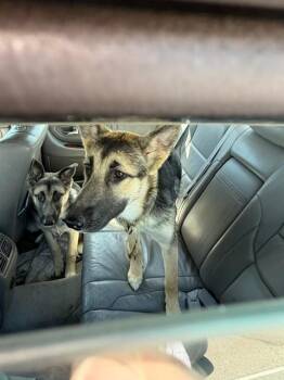 German Shepherd Dog Dogs Available for Adoption in Stockton, California - PONGO | PetCurious