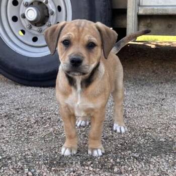 American Staffordshire Terrier and Mixed Breed Dogs Available for Adoption in Houston, Texas - Trinity  | PetCurious
