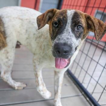 Peanut Butter -  Mixed Breed Dog for Adoption in Bradenton, Florida - Peanut Butter | PetCurious