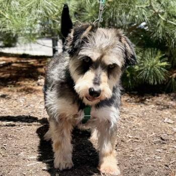 Gucci -  Miniature Schnauzer Dog for Adoption in East Hampton, New York - Gucci | PetCurious