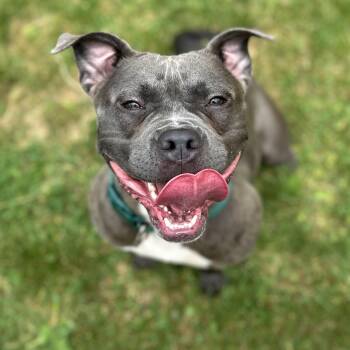 Tiny -  Mixed Breed Dog for Adoption in Youngstown, Ohio - Tiny | PetCurious