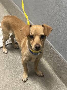 JORGE -  Chihuahua Dog for Adoption in Las Vegas, Nevada - JORGE | PetCurious