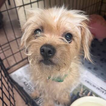 Koda -  Terrier Dog for Adoption in Newport, North Carolina - Koda | PetCurious