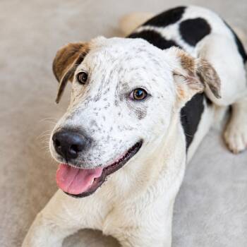 Tobey -  Catahoula Leopard Dog and Mixed Breed Dog for Adoption in Corpus Christi, Texas - Tobey | PetCurious