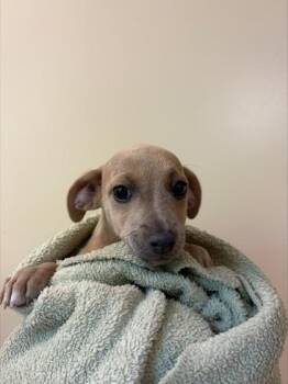 Lola -  Mixed Breed Dog for Adoption in Honolulu, Hawaii - Lola | PetCurious