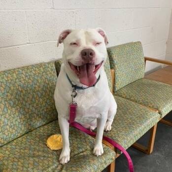 American Bully Dogs Available for Adoption - Jasper | PetCurious