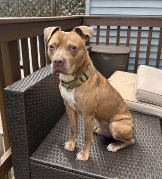 Hunter -  Terrier Dog for Adoption in Bowie, Maryland - Hunter | PetCurious