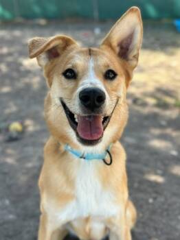 Rescue Labrador Retriever and Shepherd Dogs for Adoption in San Antonio, Texas - Milo | PetCurious