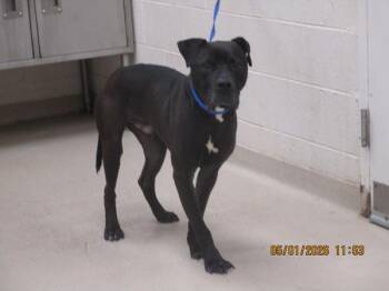 Pit Bull Terrier Dogs Available for Adoption in Marietta, Georgia - Crowley(826) | PetCurious