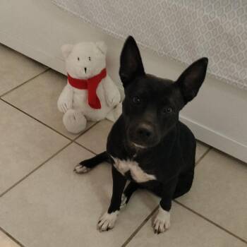 Willow -  Australian Kelpie Dog for Adoption in Port St. Lucie, Florida - Willow | PetCurious