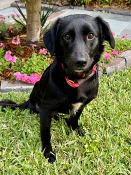 Flat Coated Retriever Dogs Available for Adoption in Houston, Texas - Romie | PetCurious
