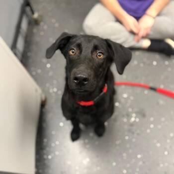 Austin -  Mixed Breed Dog for Adoption in Columbiana, Alabama - Austin | PetCurious