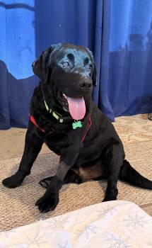 Lobo (bonded with Maya) -  Black Labrador Retriever Dog for Adoption in Petaluma, California - Lobo (bonded With Maya) | PetCurious