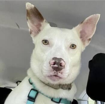 Juniper -  Pit Bull Terrier and Australian Shepherd Dog for Adoption in Watertown, Connecticut - Juniper | PetCurious
