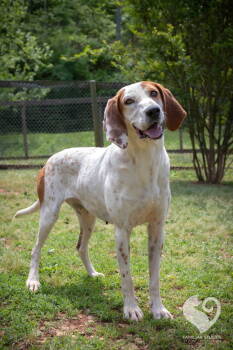 Rescue Hound Dogs for Adoption in Lovingston, Virginia - Louise | PetCurious
