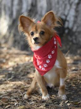 MIKEY -  Papillon Dog for Adoption in Los Angeles, California - MIKEY | PetCurious