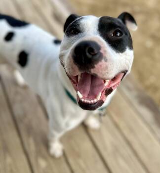 Maizie HERE IN NH -  Mixed Breed Dog for Adoption in Northwood, New Hampshire - Maizie HERE IN NH | PetCurious