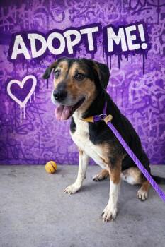 Beagle and Coonhound Dogs Available for Adoption in Glenfield, New York - Leelo | PetCurious