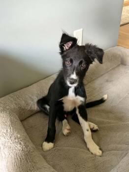 Nelson -  Border Collie Dog for Adoption in Union Grove, Wisconsin - Nelson | PetCurious