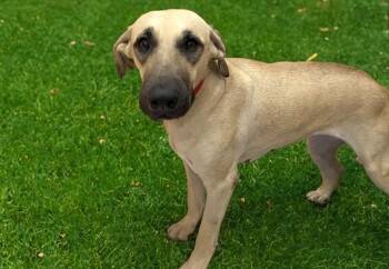 ARENA -  Labrador Retriever and Mixed Breed Dog for Adoption in Fort Lauderdale, Florida - ARENA | PetCurious