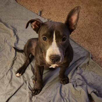 Rescue American Staffordshire Terrier Dogs for Adoption in San Antonio, Texas - Sparky | PetCurious