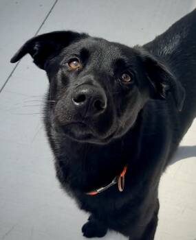Black Labrador Retriever and Shepherd Dogs Available for Adoption in Kalamazoo, Michigan - Bear | PetCurious