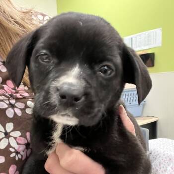 Black Labrador Retriever and Mixed Breed Dogs Available for Adoption in Lynchburg, Virginia - Osiris | PetCurious