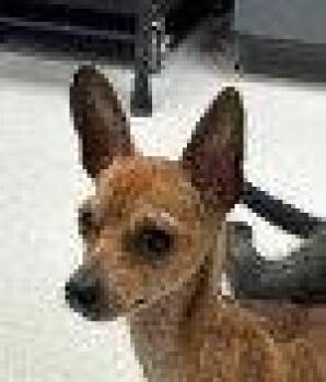Bougie -  Chihuahua and Terrier Dog for Adoption in Bloomfield, Connecticut - Bougie | PetCurious