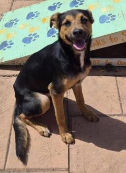 Opal -  Mixed Breed Dog for Adoption in Shreveport, Louisiana - Opal | PetCurious