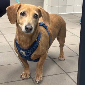 Buddy -  Dachshund Dog for Adoption in Marshalltown, Iowa - Buddy | PetCurious