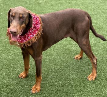 Doberman Pinscher and Mixed Breed Dogs Available for Adoption - Snickers | PetCurious