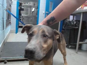 Australian Cattle Dog Blue Heeler and Mixed Breed Dogs Available for Adoption in Albuquerque, New Mexico - SUMMER | PetCurious