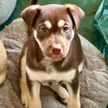 Fernie LH -  Shepherd and Plott Hound Dog for Adoption in Austin, Texas - Fernie LH | PetCurious