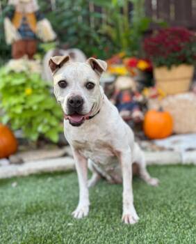 Rescue Pit Bull Terrier and Terrier Dogs for Adoption in Fairfield, Connecticut - Cookie | PetCurious