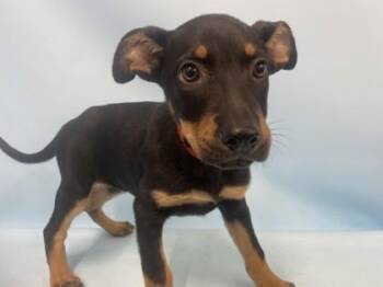 Stacie -  Hound and Mixed Breed Dog for Adoption in Golden Valley, Minnesota - Stacie | PetCurious